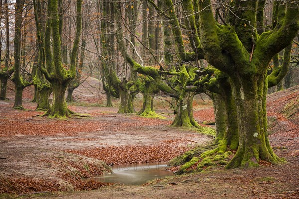 Gorbea Natural Park