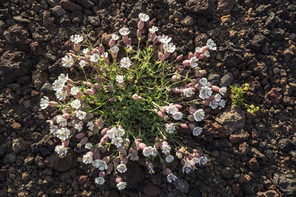 Sea campion