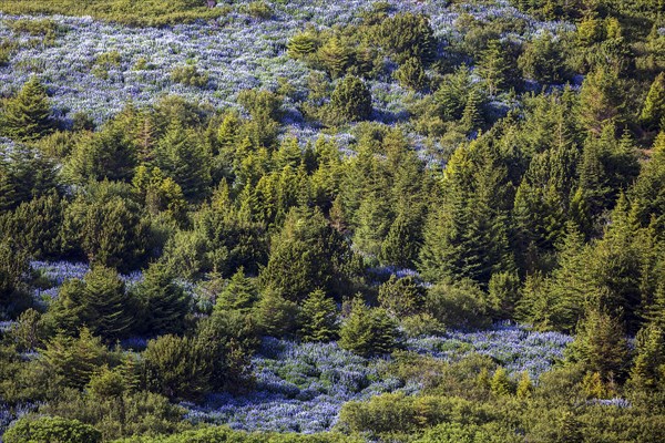 Flowering blue Lupins