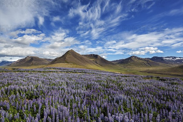 Blue flowering Nootka lupins