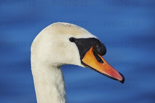 Mute swan