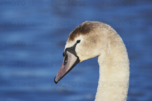 Mute swan