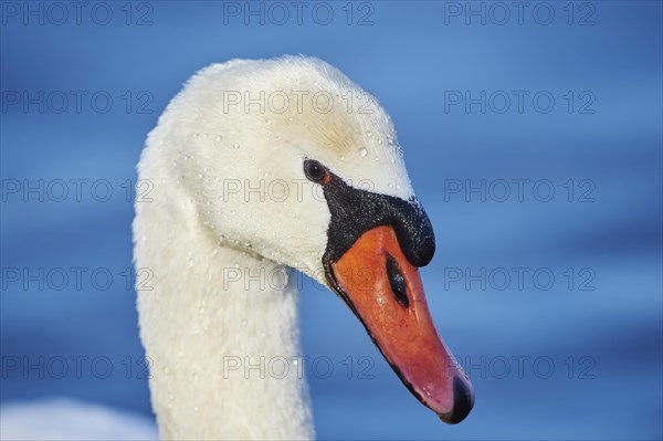 Mute swan