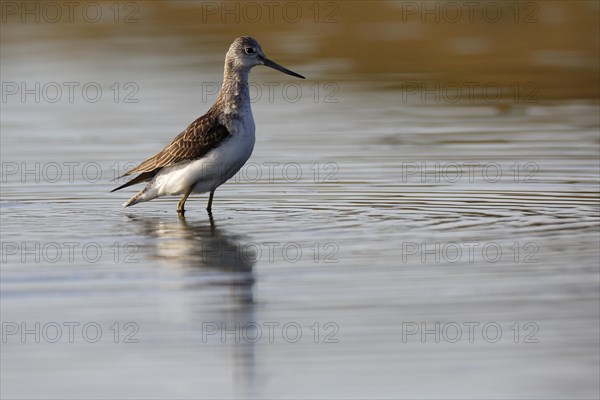 Common Greenshank