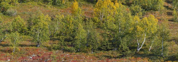 Autumnal mountain landscape with dwarf shrubs and downy birches