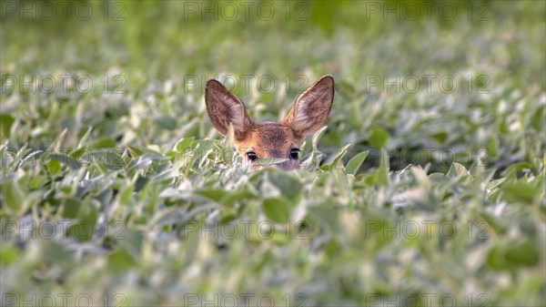 European roe deer