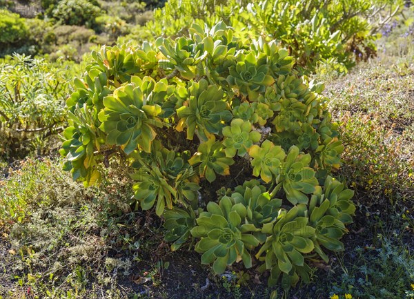 Aeonium lancerottense