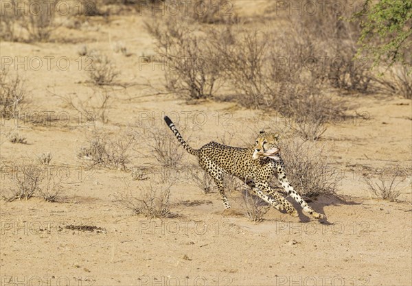 Cheetah