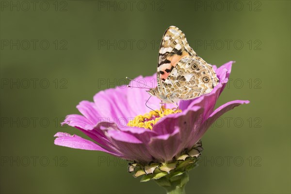 Painted lady