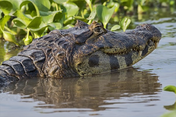 Yacare caiman