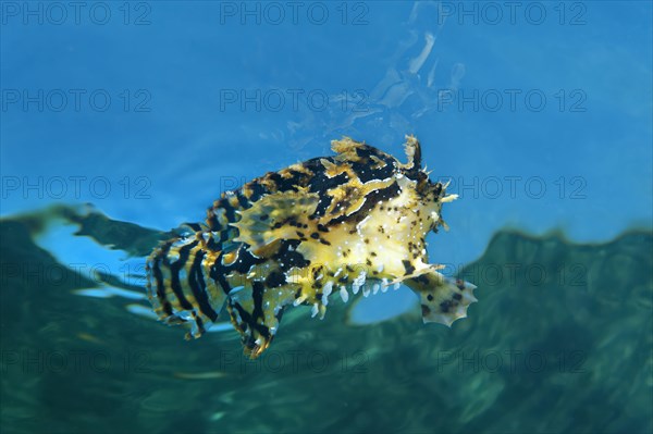 Sargassum fish