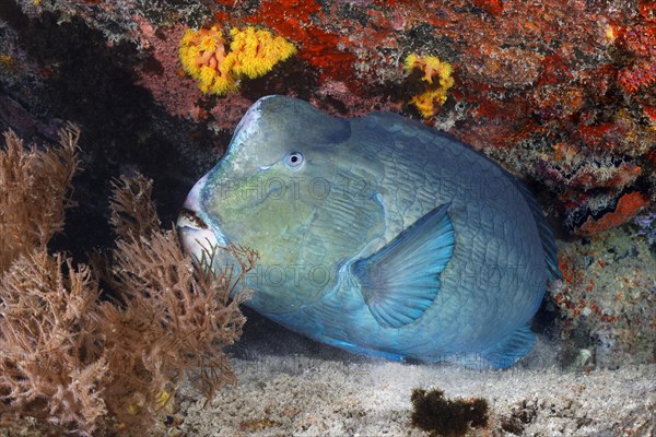 Green humphead parrotfish