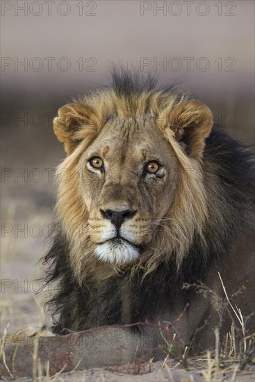 Black-maned lion