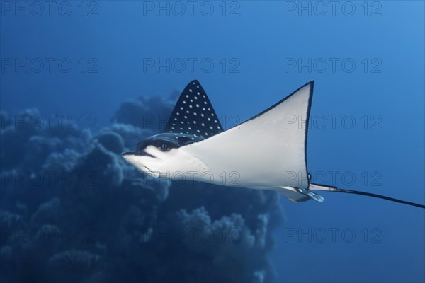 Spotted eagle ray