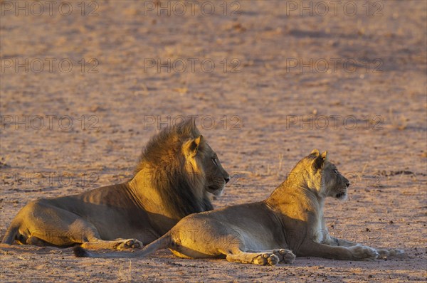 Black-maned lions