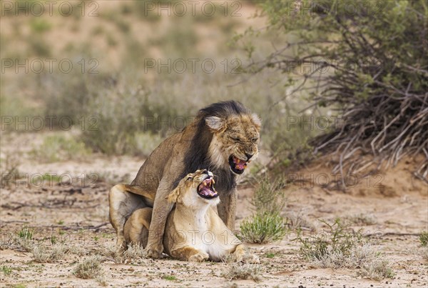 Black-maned lions