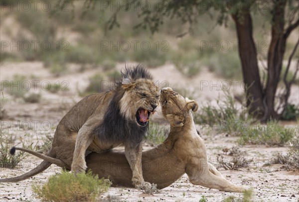 Black-maned lions