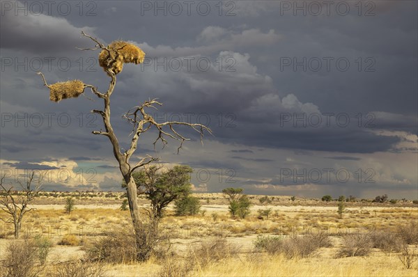 Large communal nests of Sociable Weavers