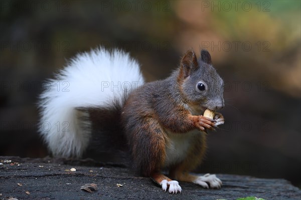 Eurasian red squirrel