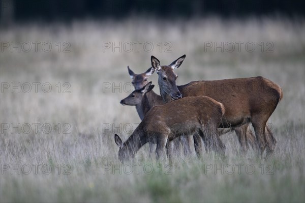 Red Deer