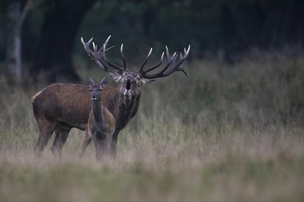 Driving red deer