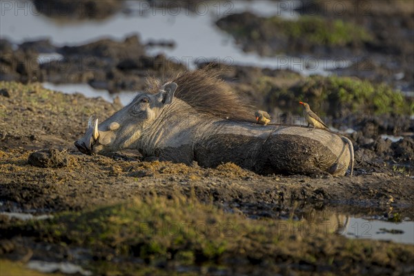 Warthog