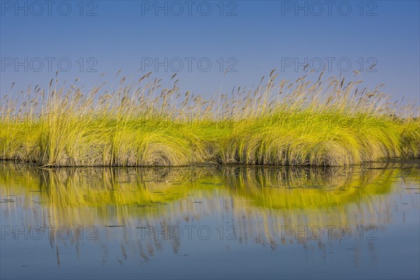 Reed grass in the water