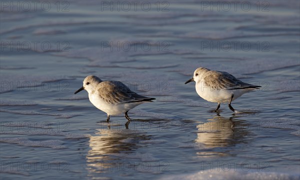 Sanderlings