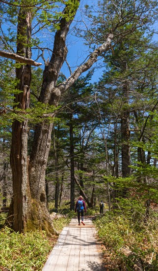 Woman on hiking trail through forest