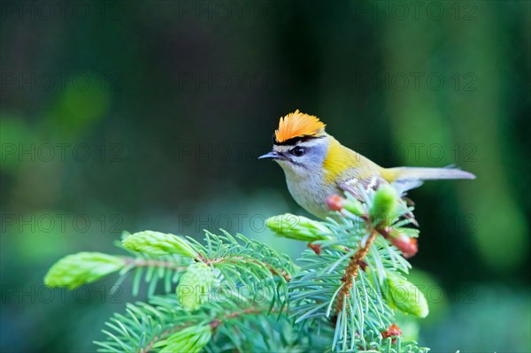 Common firecrest