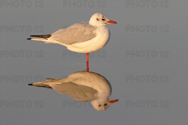 Black-headed gull