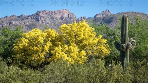 Yellow flowering Blue Paloverde