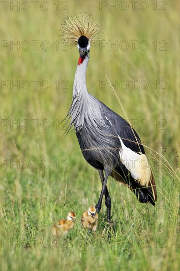 Gray crowned-crane