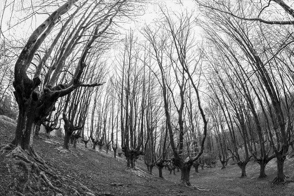 Gorbea Natural Park