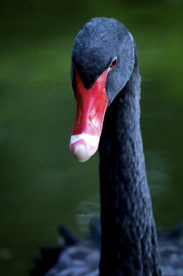 Black swan