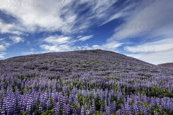 Mountain slope with blue flowering Nootka lupins