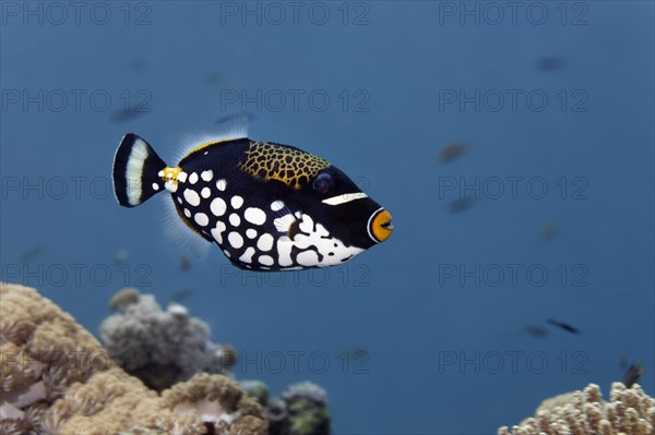 Clown triggerfish