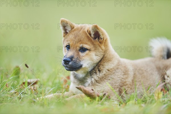 Shiba