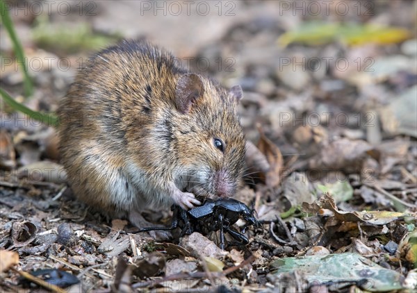 Striped field mouse