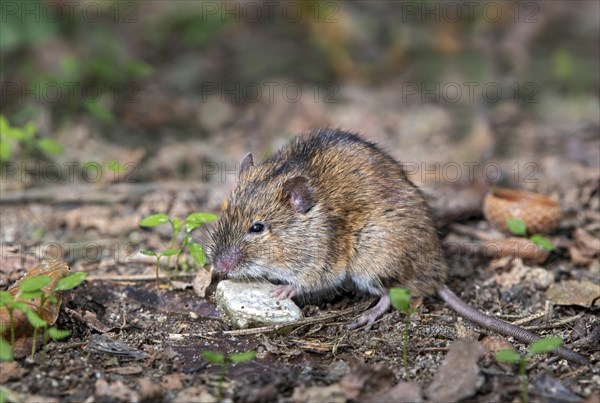 Striped field mouse