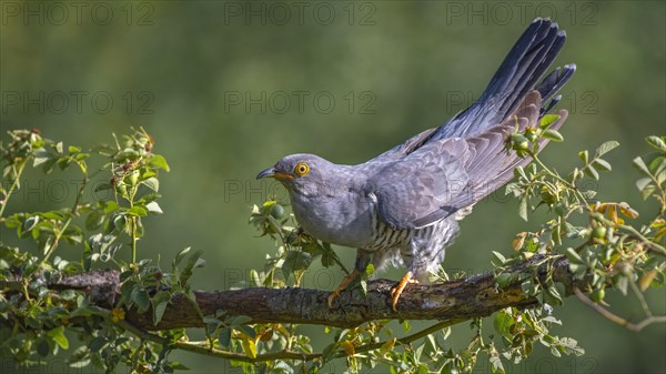 Common cuckoo