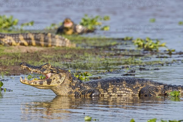 Yacare caiman