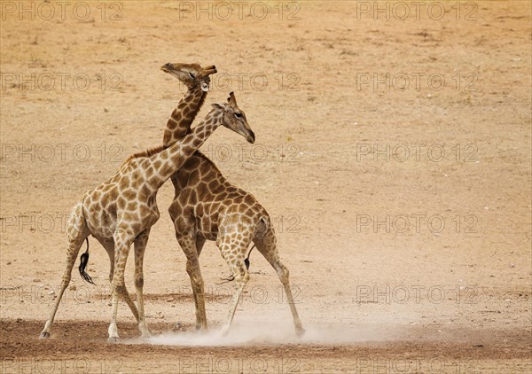 Southern Giraffes