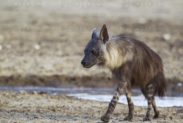 brown hyena