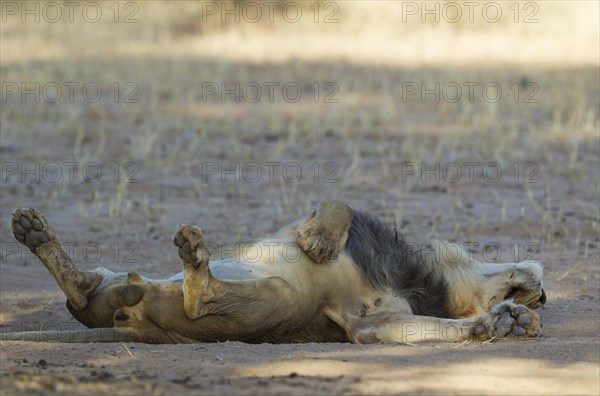 Black-maned lion