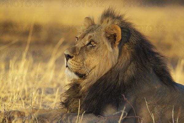 Black-maned lion