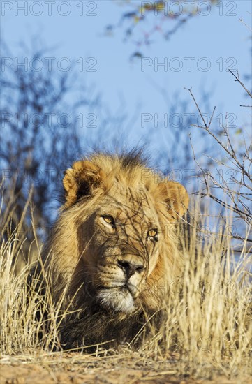Black-maned lion