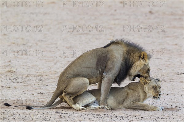 Black-maned lions