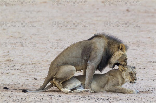 Black-maned lions