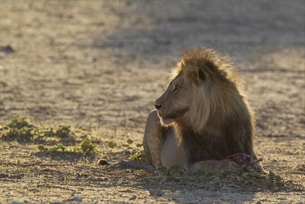 Black-maned lion